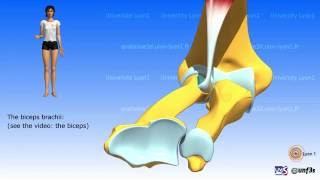 Pronationsupination The muscles [upl. by Aushoj458]