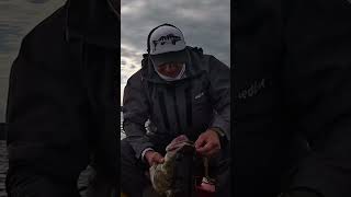 МОНСТРЫСУДАКИ ЕЩЁ СУЩЕСТВУЮТ zander fishing рыбалка рыбалка carpfishing щука [upl. by Whelan]