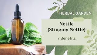 7 Health Benefits of Nettle Stinging Nettle [upl. by Burchett89]