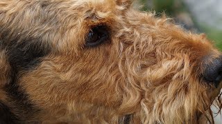 Airedale Terriers amp Barn Hunt Can They Be Trained [upl. by Amapuna]