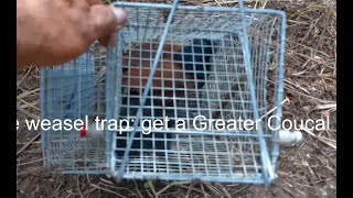 Visit the Weasel cage trap  get a Greater Coucal [upl. by Henrie]