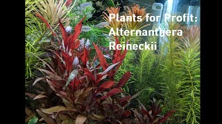 Plants For Profit Alternanthera Reineckii [upl. by Behlke]