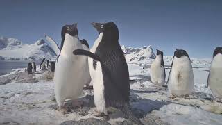 Penguins Surprising and Fun Facts About These Fantastic Birds Penguins FunFacts [upl. by Lantha]