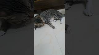 Jack simba ki Masti cute funny viral video sorts pyaar happy ❤️ [upl. by Apple]