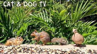 Cat TV Nature Escape Cat TV with Birds Squirrels and More 😸 Cat TV amp Dog TV [upl. by Korella142]