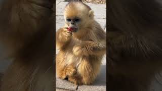 The Beautiful Golden Monkey Life Eps 6 [upl. by Alcus]