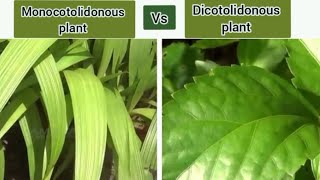 monocot plant vs dicot plant [upl. by Natassia]