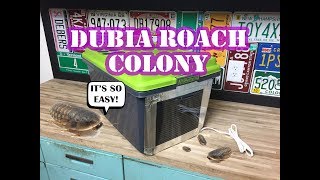 Dubia Roach Colony How To Build An Enclosure Easy [upl. by Enniotna324]