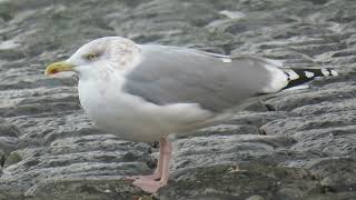 Herring Gull Larus argentatus Maasvlakte ZH the Netherlands 22 Nov 2024 93 [upl. by Aicila]