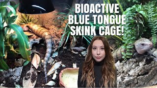 Blue Tongue Skink Cage Tour  Bioactive Skink Cage [upl. by Bellda112]