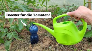 günstige Tropfbewässerung selber bauen in 1 Minute Warum die Tomaten danach explodieren werden [upl. by Iel]