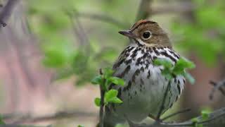 Birdsday Thursday Ovenbird [upl. by Mosier]