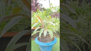 Best method of cordyline PropagationBest method propagation tipsshotsytshorts gardentrendyt [upl. by Weiman]