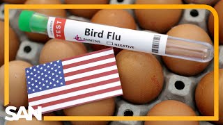 US expands bird flu testing to all farm workers exposed to infected animals [upl. by Haet]