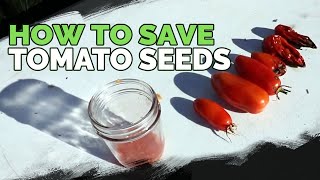 Saving Tomato Seeds by Fermenting Them Never Buy Tomato Seeds Again [upl. by Winsor]