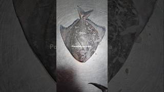 Kapri Pomfret contact 97028 26570 Powaicha machiwala aagrikolilovesong pomfret seafood fish [upl. by Jimmie]