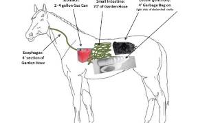 How a Trip to Home Depot Can Help You Understand Equine Digestion [upl. by Aiyekal]