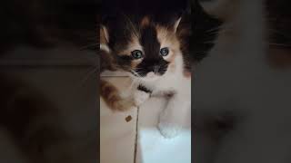 Calico kitten catlife cutecat catlover [upl. by Sigismond397]