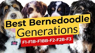 Best Bernedoodle Generations F1 🐶 F1B 🐶 F1BB 🐶 F2 🐶 F2B 🐶 F3 [upl. by Esiom227]