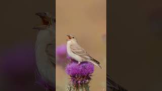 Boz serçe phonk music beats remix dnb birds wildlife nationalnews birdsounds birdslover [upl. by Adnowal]