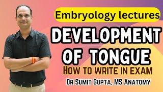 Development of tongue [upl. by Nosde]