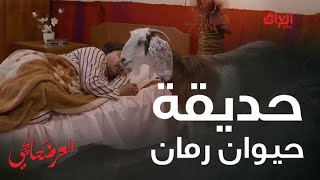 حديقة حيوان رمان كل واحد وياه صخلة بالغرفة [upl. by Ernestus734]