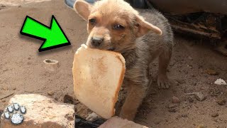 Tiny Puppy Shares Bread With Rescuers In Plea For Help [upl. by Anizor]