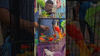 Turquoisine birds in mirpur pakhir hat birds parrot birdsmarket viralvideo [upl. by Solnit]