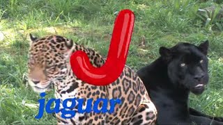 ABC Real Animals Song  Alphabet song for kids  Phonics songs and rhymes for toddlers  baby videos [upl. by Haceber]