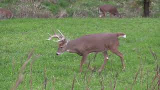 CRUSH Seeds of Science The Perfect 10 Deer Food Plot [upl. by Enorahs996]