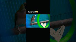 Bird love story 😍 fun comedy funny petlovers trendingshorts trendingvideo [upl. by Susejedesoj]