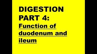 DIGESTION PART 4 Function of duodenum  ileum [upl. by Seward]