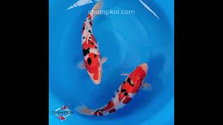 2024FALL115 2yr Handpicked Sanke by MARUDO Koi Farm [upl. by Isabea]