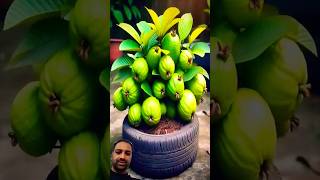 The Secret to Massive Guava Yields  DIY Gardening Hacks gardening satisfying nature [upl. by Ambrosine777]