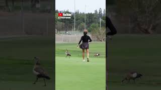 A bird tried stealing my ball golf funnygolf [upl. by Sol]