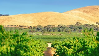 Долина БароссаBarossa Valley Австралийский Шираз Penfolds Grange Hermitage [upl. by Akiv]