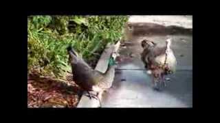 Peafowl Check Out Wild Turkey [upl. by Emalia]