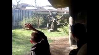 Gorillas Brawl at the Omaha Zoo [upl. by Bergquist]