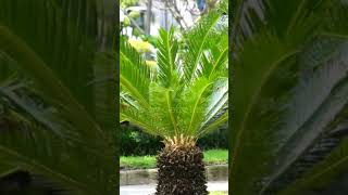 Cycas belongs to Gymnosperms [upl. by Khalin]