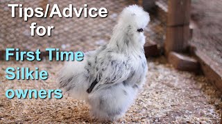 Tips and Advice for for raising Silkie chickens [upl. by Navak]