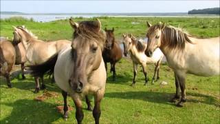 Lettland  Engure Nationalpark Wildpferdherde am See [upl. by Bergh]