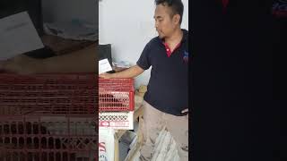 Pengiriman ayam Brown Leghorn ke Jogja Kota Istimewa via KI8 Express ‼️ brownleghorn hobiayam [upl. by Naed780]