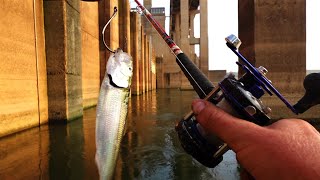 Dropping Fresh cut bait in the Honey Hole Hydro dam fishing [upl. by Lunetta920]