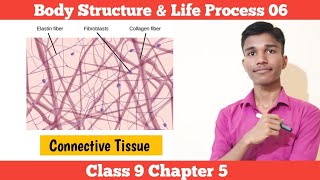 Connective Tissue  Body Structure amp Life Process 06  Class 9 Science Chapter 5 In Nepali [upl. by Aneelad]