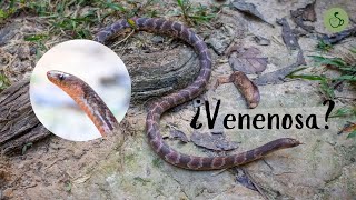 ¿Serpiente venenosa en el Amazonas  Atractus major [upl. by Rida]