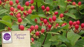 Hypericum  Glebe Garden Centre Leicester [upl. by Arakaj104]