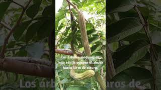 Planta de dulces frutos nativa de las selvas tropicales de América Inga edulis [upl. by Janela29]