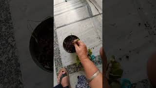 how to propagate crassula ovata plant ytshorts youtube viral [upl. by Damali]