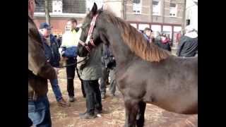 Paardenmarkt Lottum 2012 [upl. by Solon711]