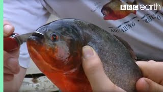 Holding a Red Bellied Piranha  Ultimate Killers  BBC Earth [upl. by Odnam]